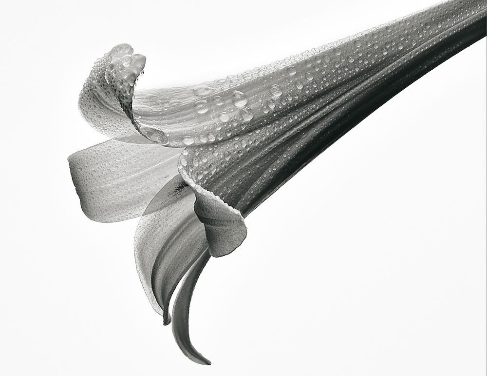 Cardiocrinum Giganteum