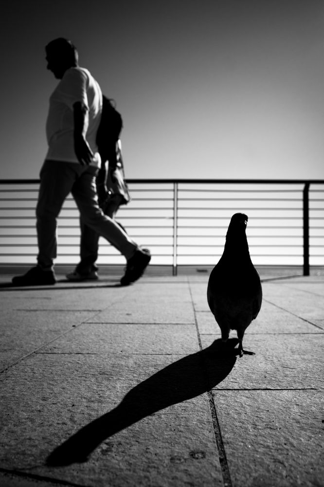 Фотография автора Davide Calio'