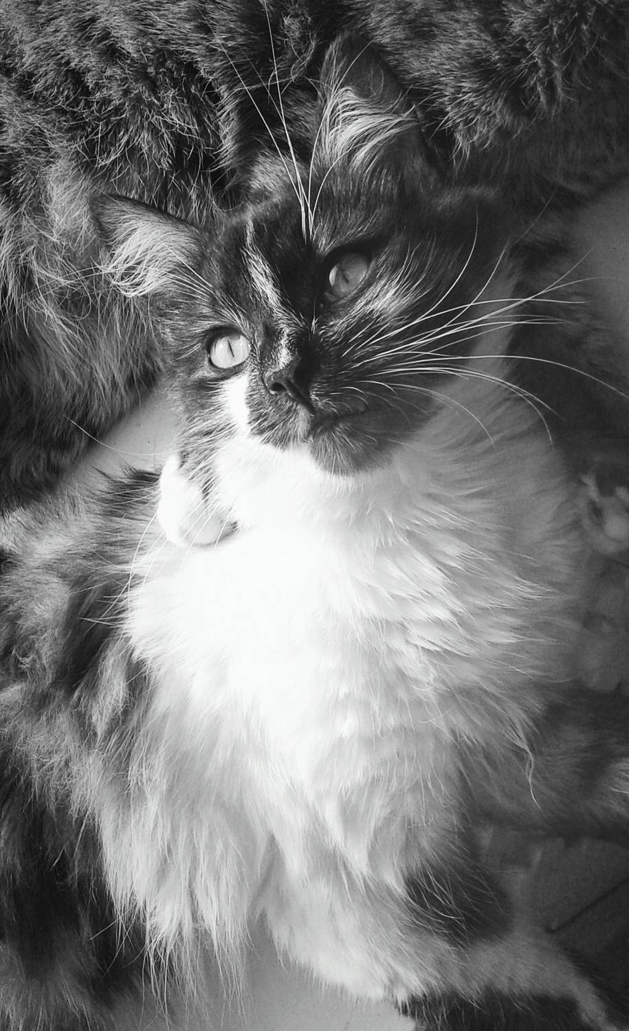 Photo #11867445