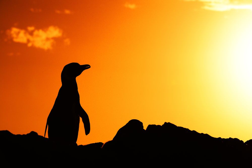 Photograph by SI SABER LOTFI