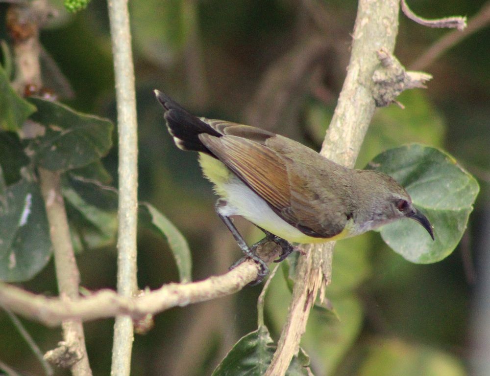 Фотография автора Malay Swarnakar