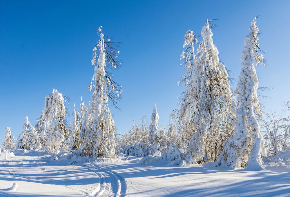 В царстве белого безмолвия