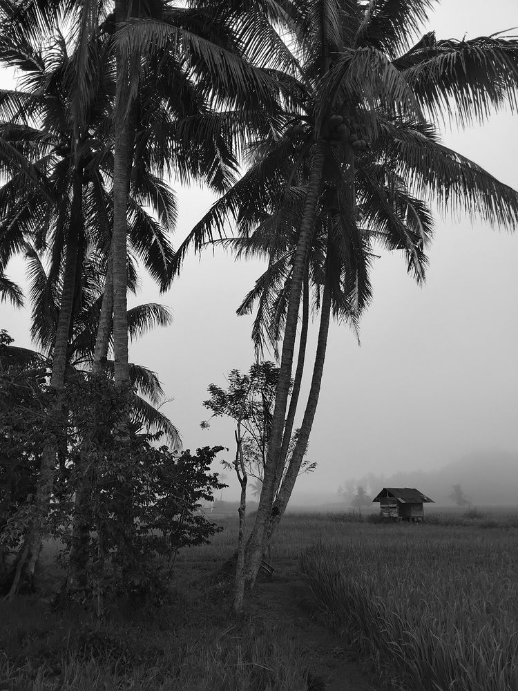 A Hut in Ricefield