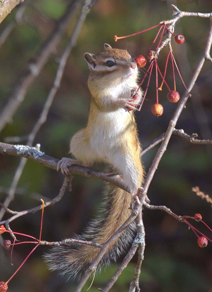 Я не птичка, но ягоды люблю!