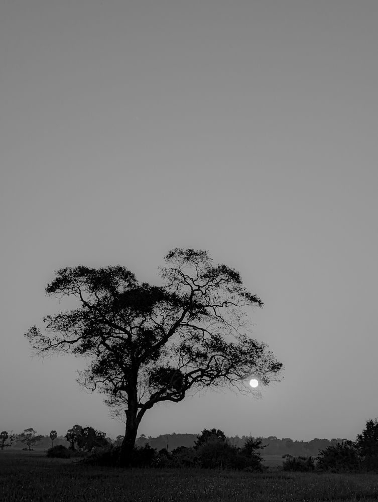 Photograph by K.G.Pahan Bimsara