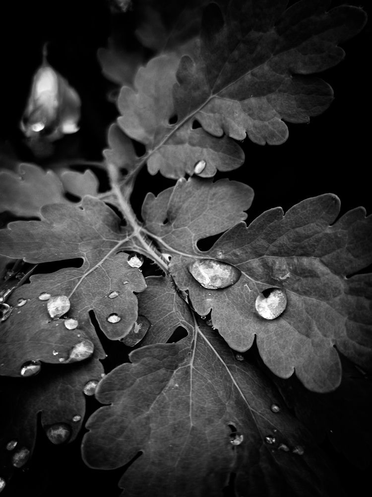 Photograph by Владимир Сушкин