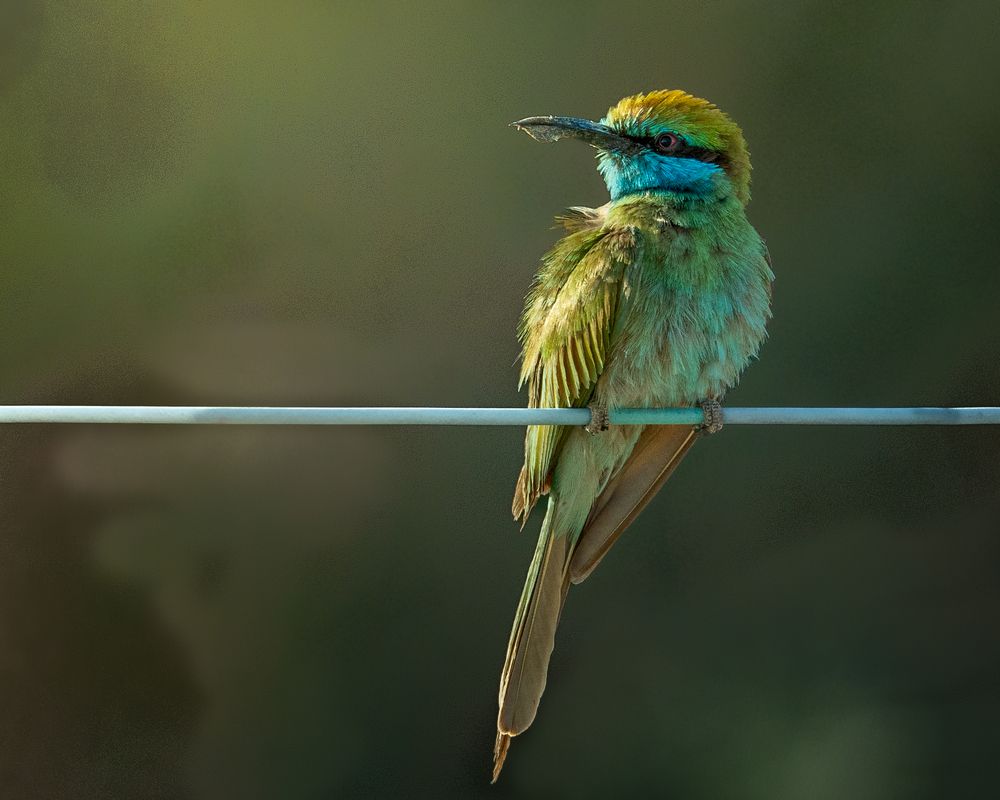 Vibrant Colors of Nature