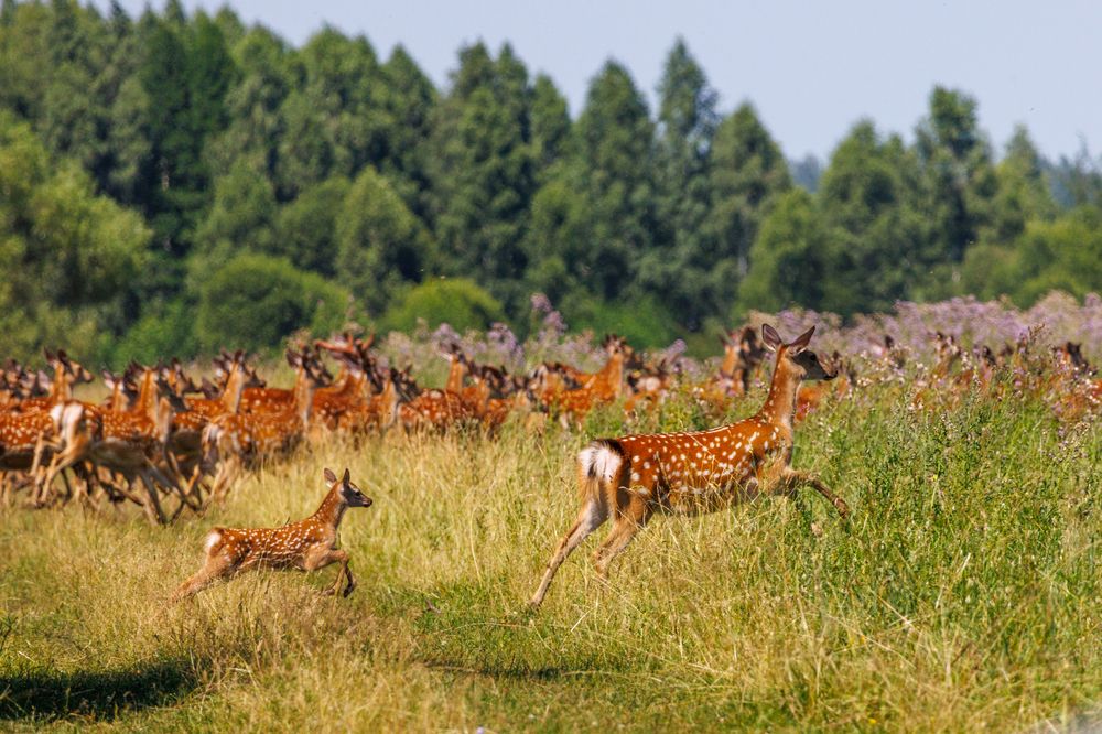 Большие и маленькие. Пятнистые олени.