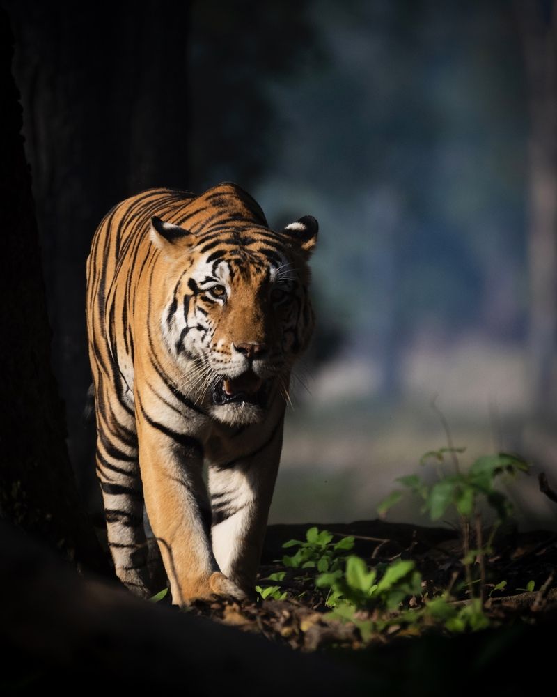 Фотография автора Aryaman Dhiman