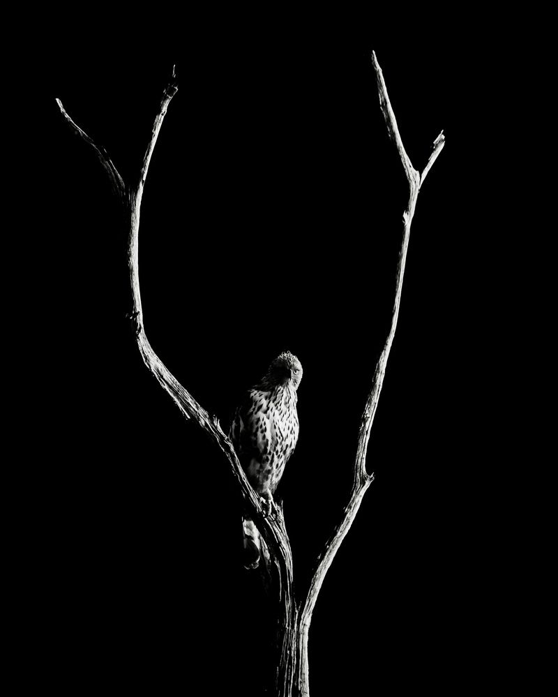 Фотография автора Aryaman Dhiman