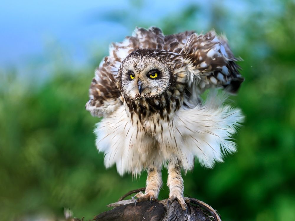 Болотная сова