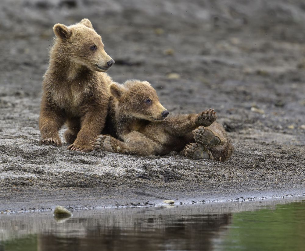Медведи Камчатки
