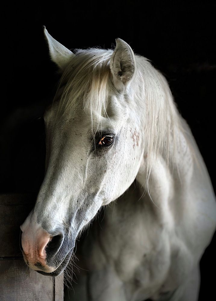 Photograph by Maria Shutova Shutova