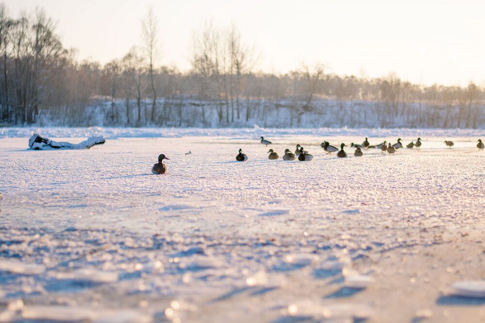 Photograph by Кристина Безмельницина