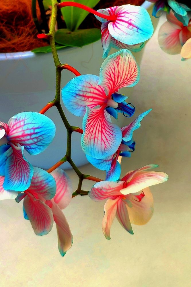 Photograph by Наталья Лобанова