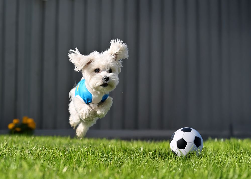 Фотография автора PIROUZ MOSHAVASH