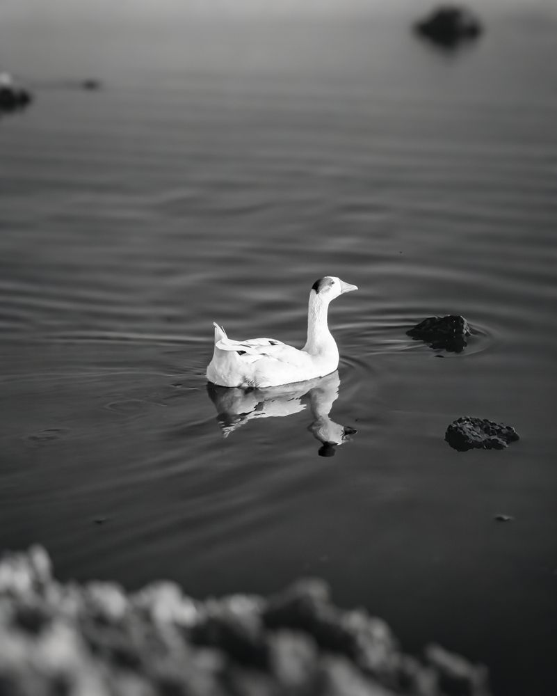 Фотография автора Naser Rezeian