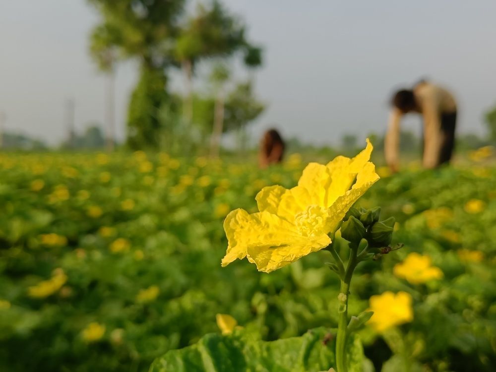 Photograph by Monika Kushwaha