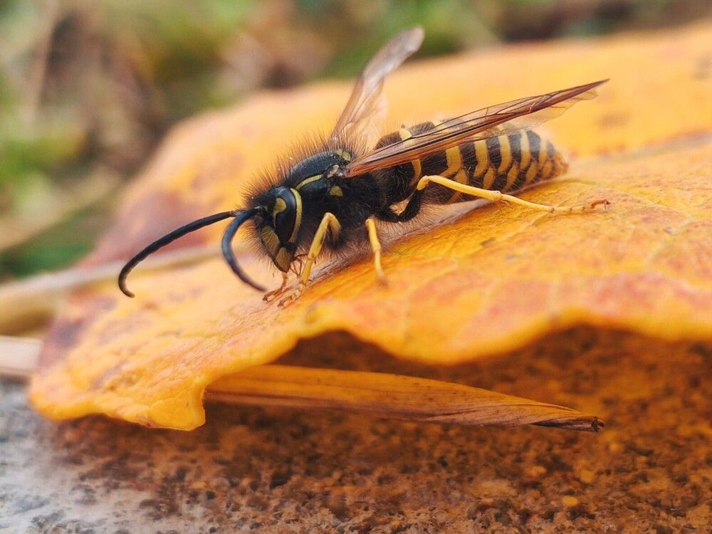 Фотография автора Елена