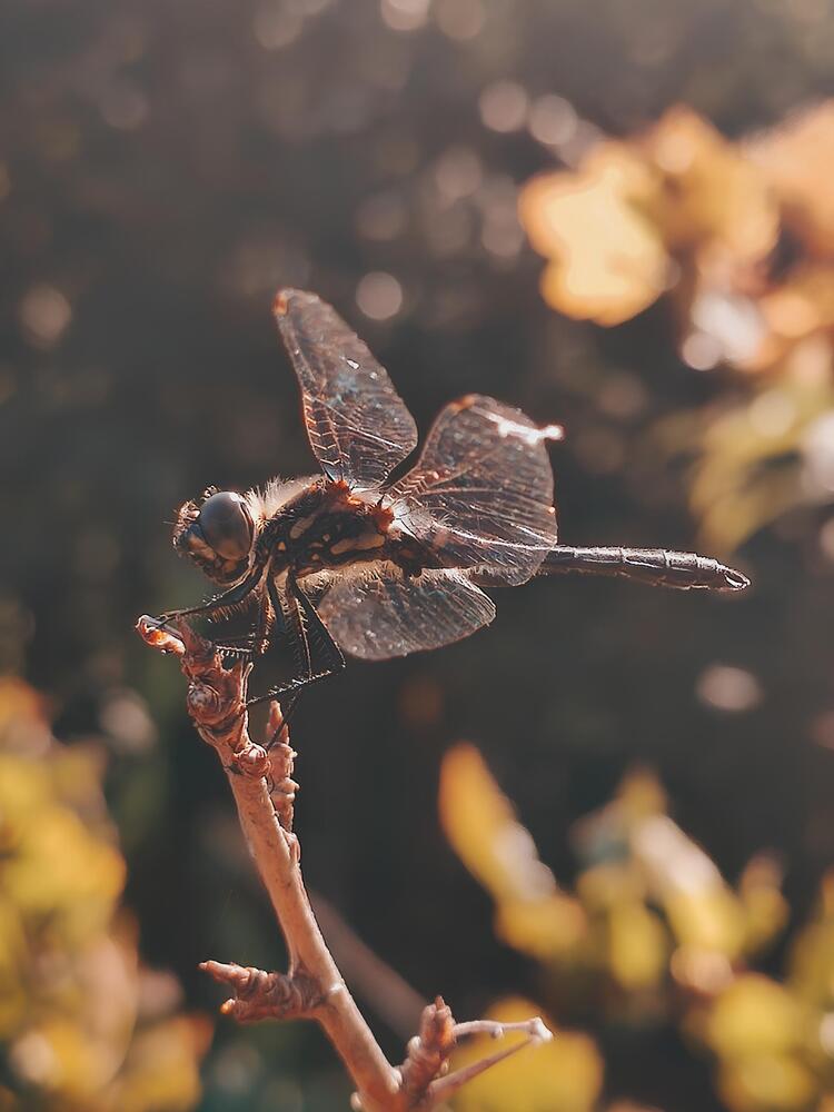 Фотография автора Елена