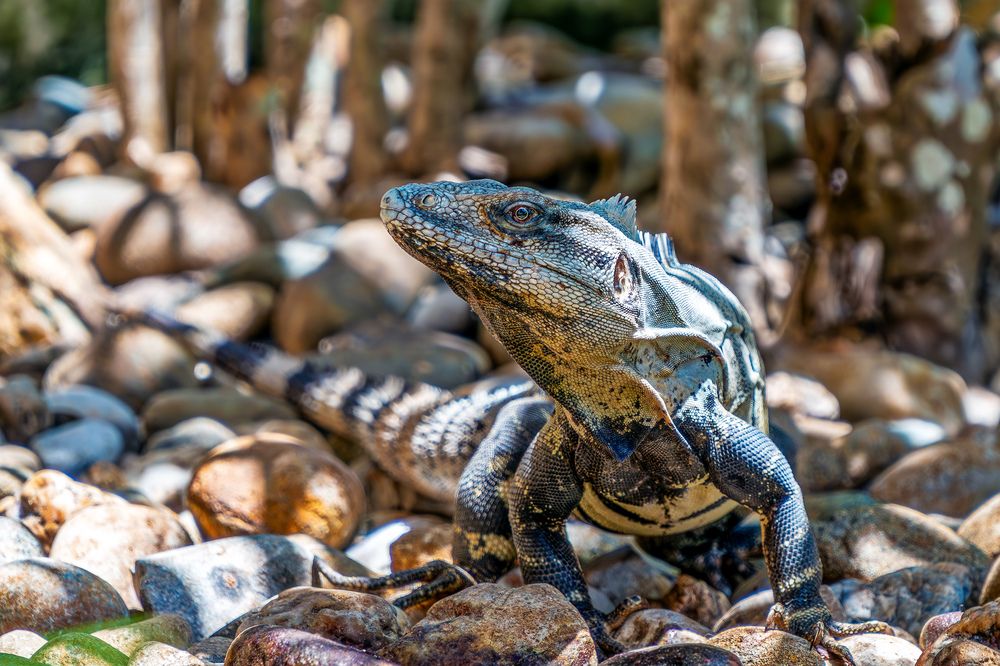 How do I get to Jurassic Park?