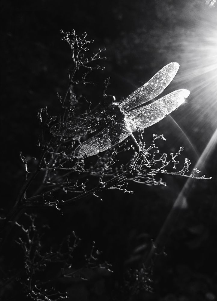 Photograph by Евсеева Валентина