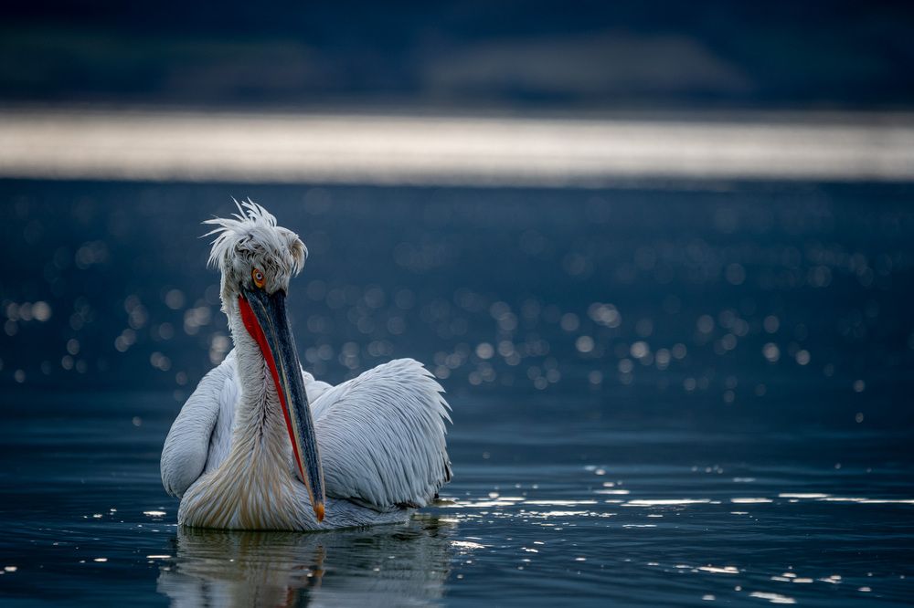 Photograph by Olena Pfister