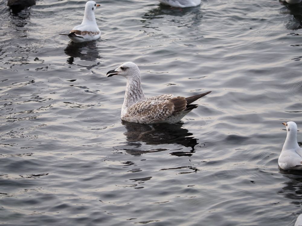 Photograph by Сергей Борисов