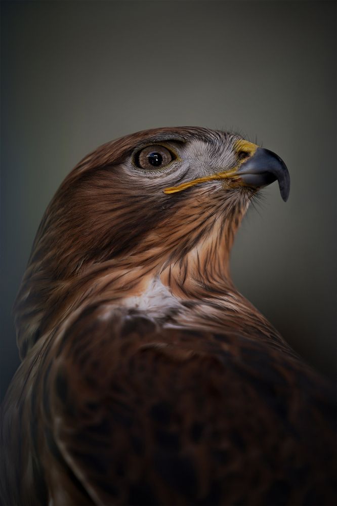 Photograph by Alireza seyd