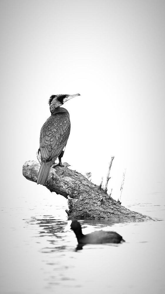 Photograph by Ivo Damen