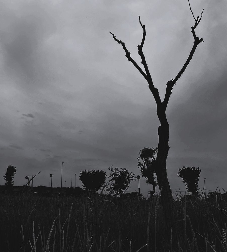 Photograph by Sahar