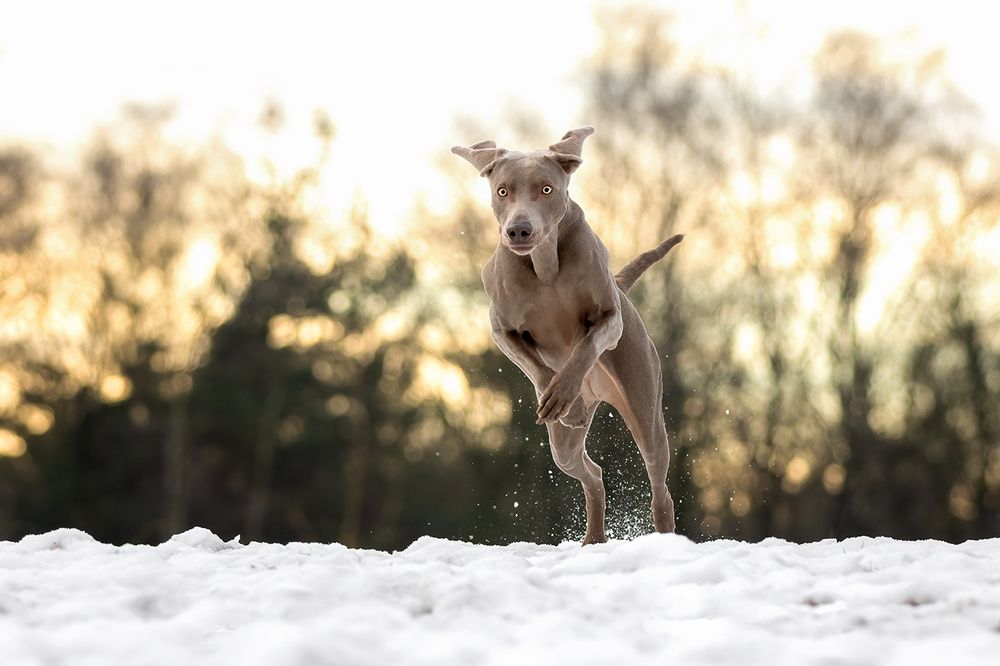 Photograph by Eva Bos