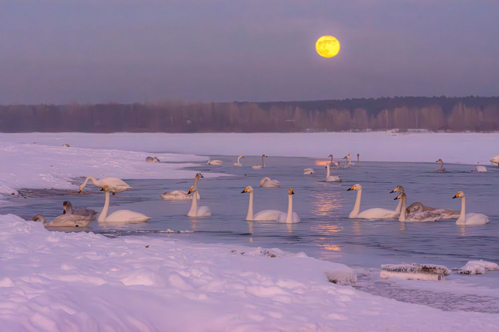 Луна и лебеди на Бии.