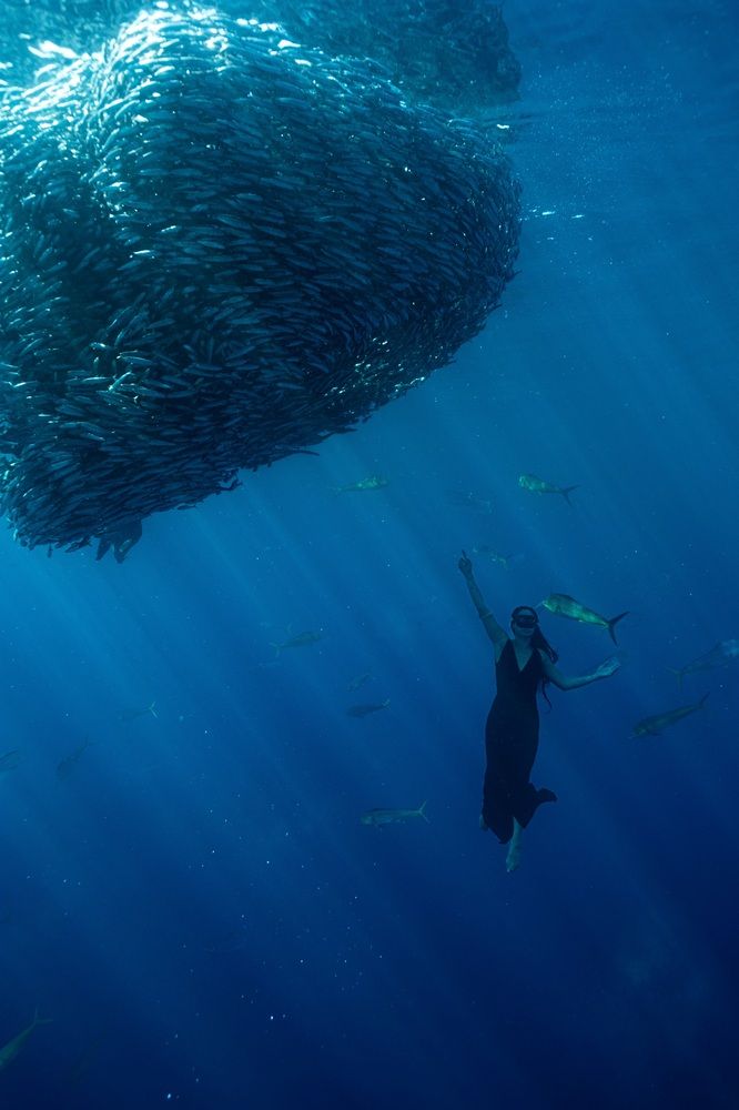 Танец с сардинами