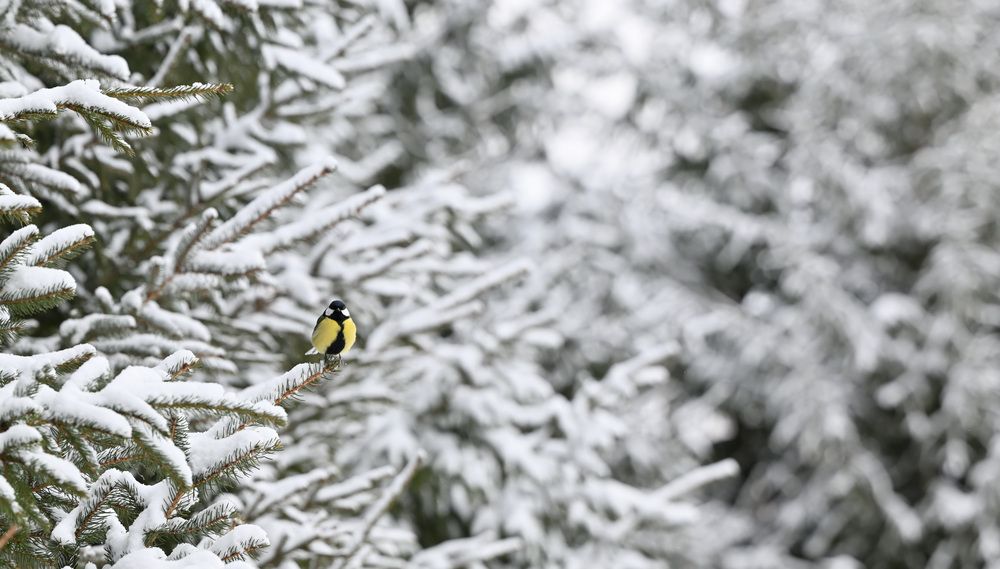 Photograph by Виктория Шажко