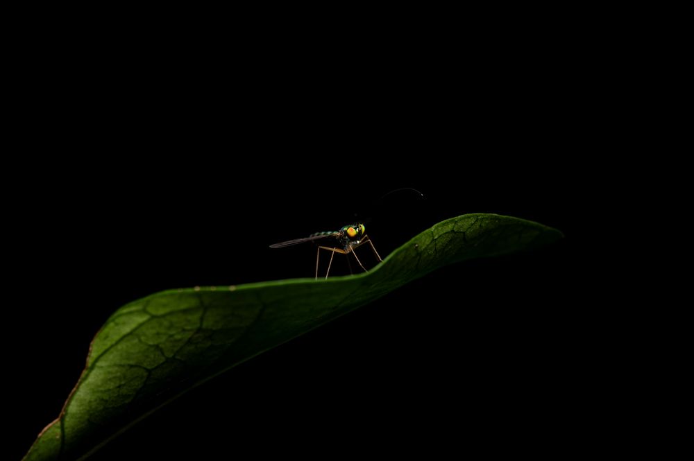 Photograph by Ankan Das