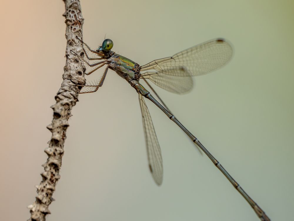 Photograph by Photons Reflectitur