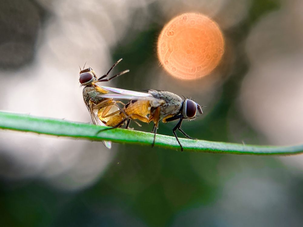 Mating of Flies