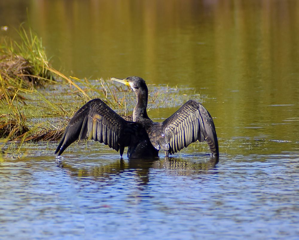 Пора встряхнуть крылья