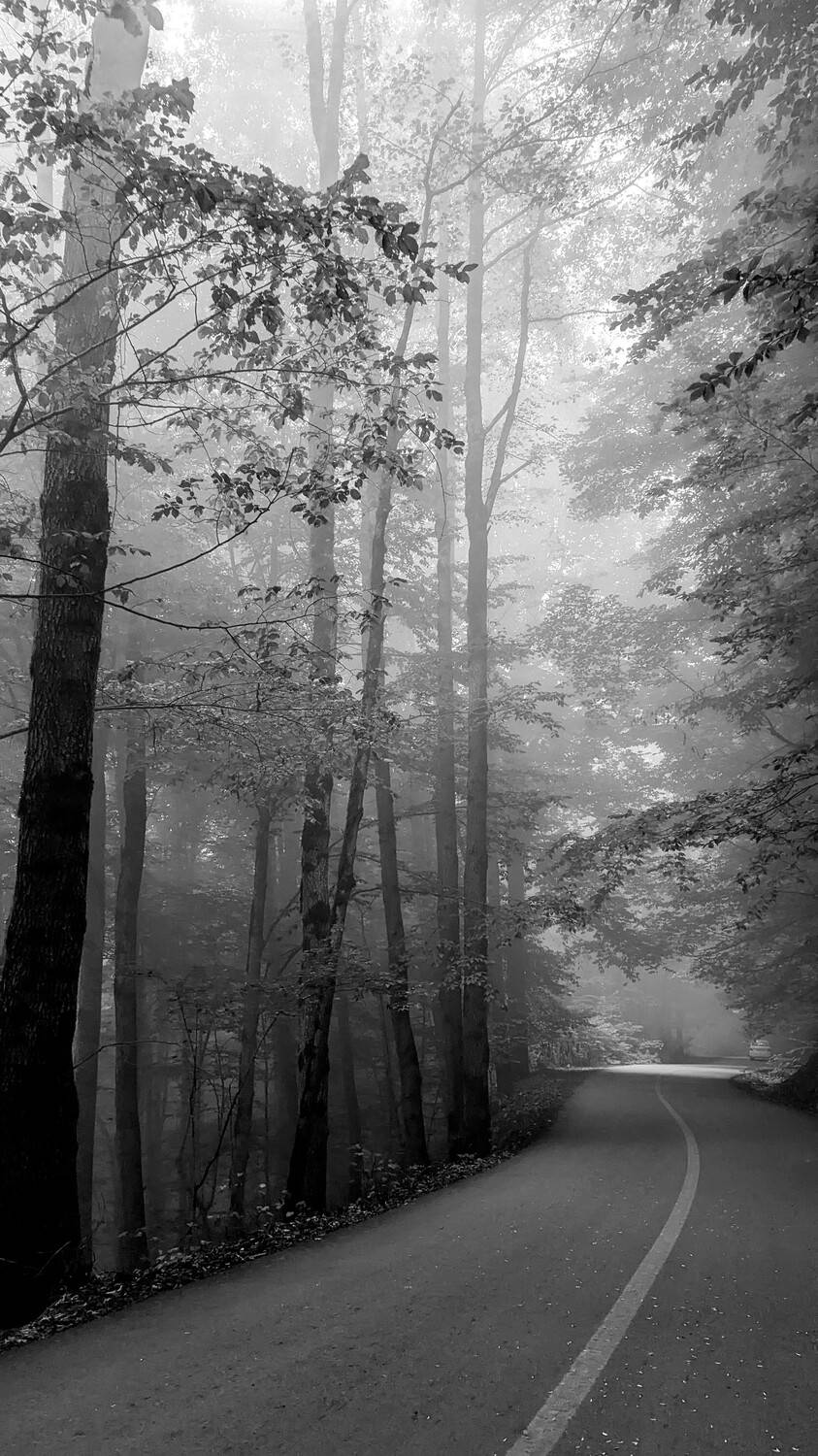 Beautiful forest!