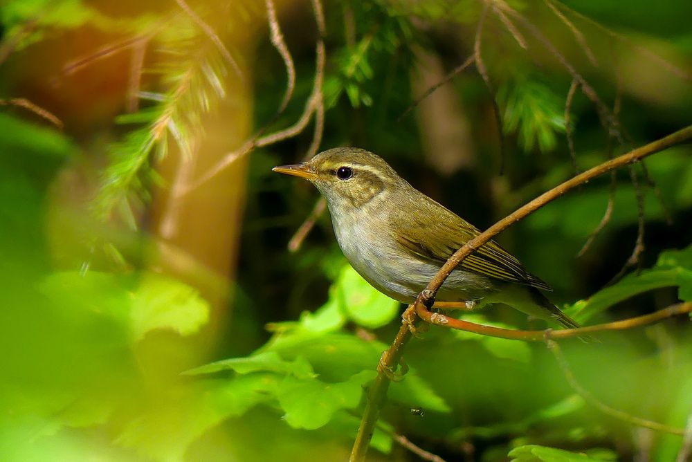 Photograph by Ян Адамсон