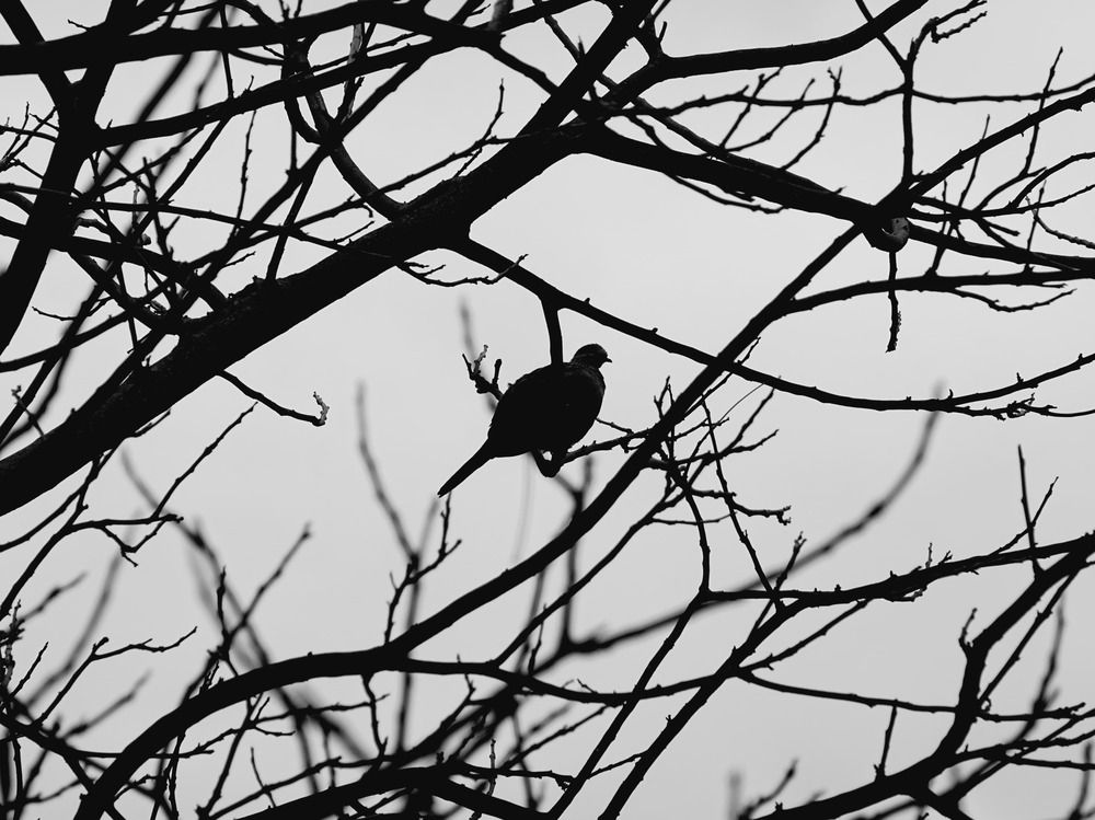 Фотография автора King Lok Chan