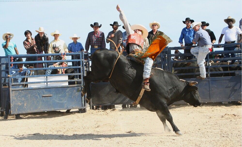 Buckin Bull on the Beach