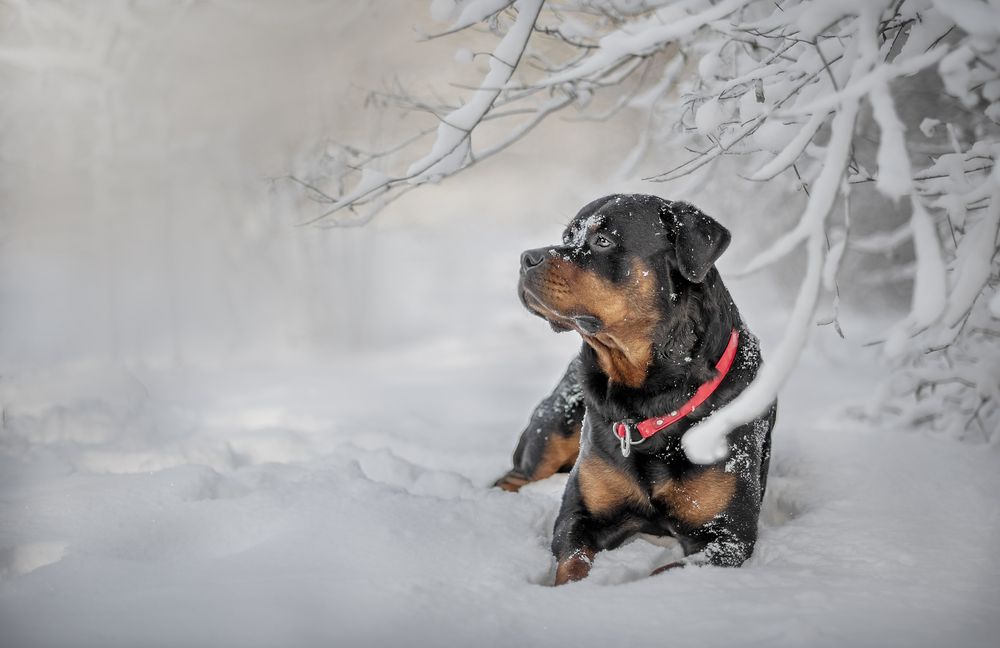 Photograph by Яна Кудлай