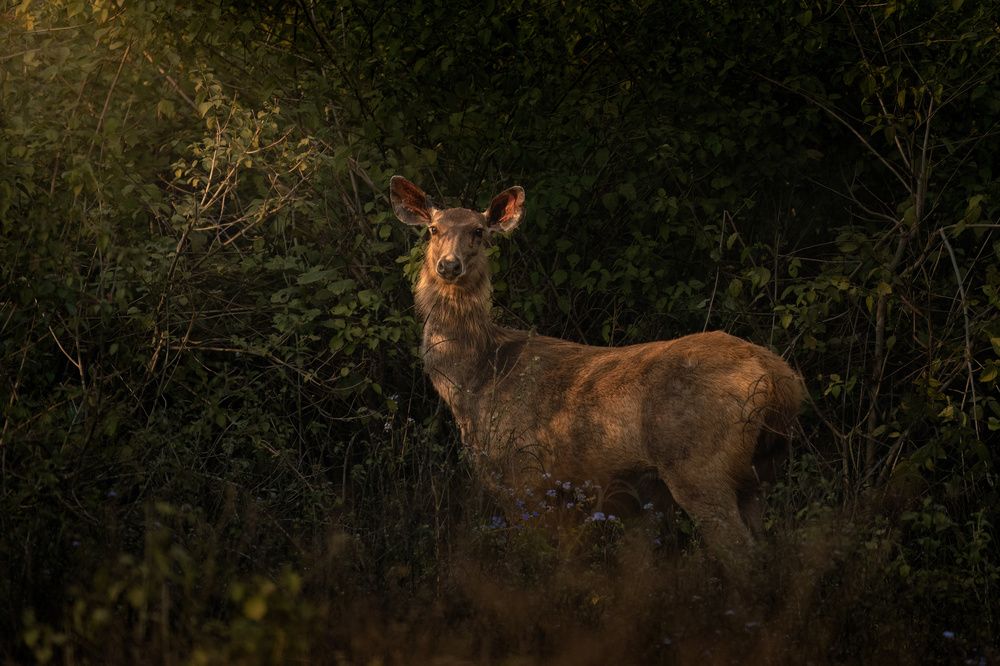 Photograph by Anshuman Tiwari