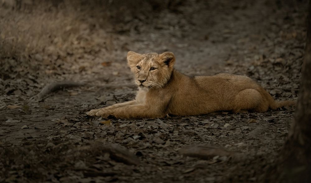 Photograph by Anshuman Tiwari