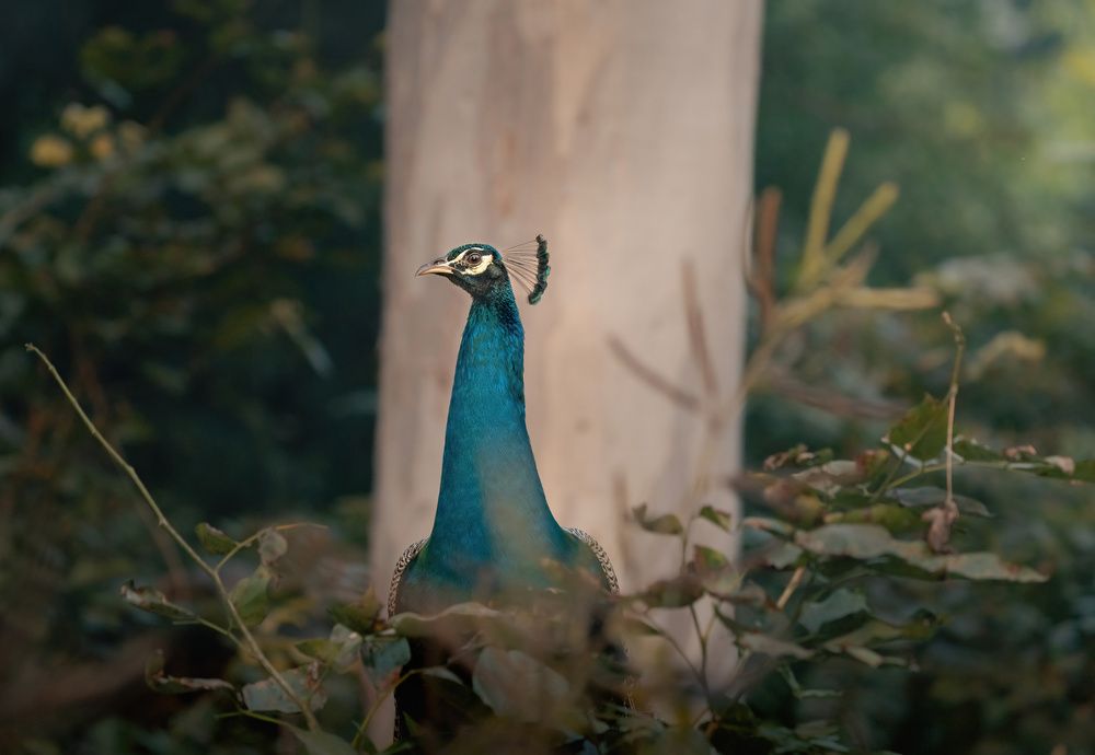 Photograph by Anshuman Tiwari