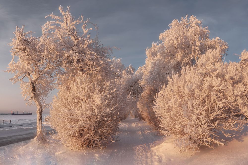 Закуталась в иней аллея