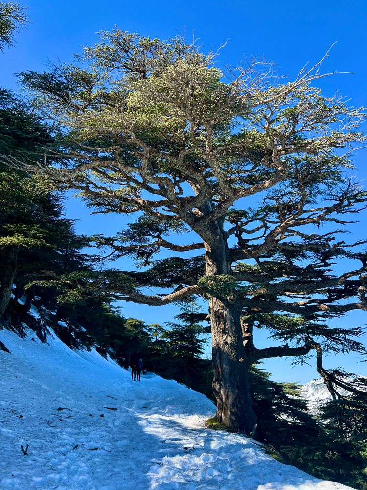 Photograph by Sami Adjabi