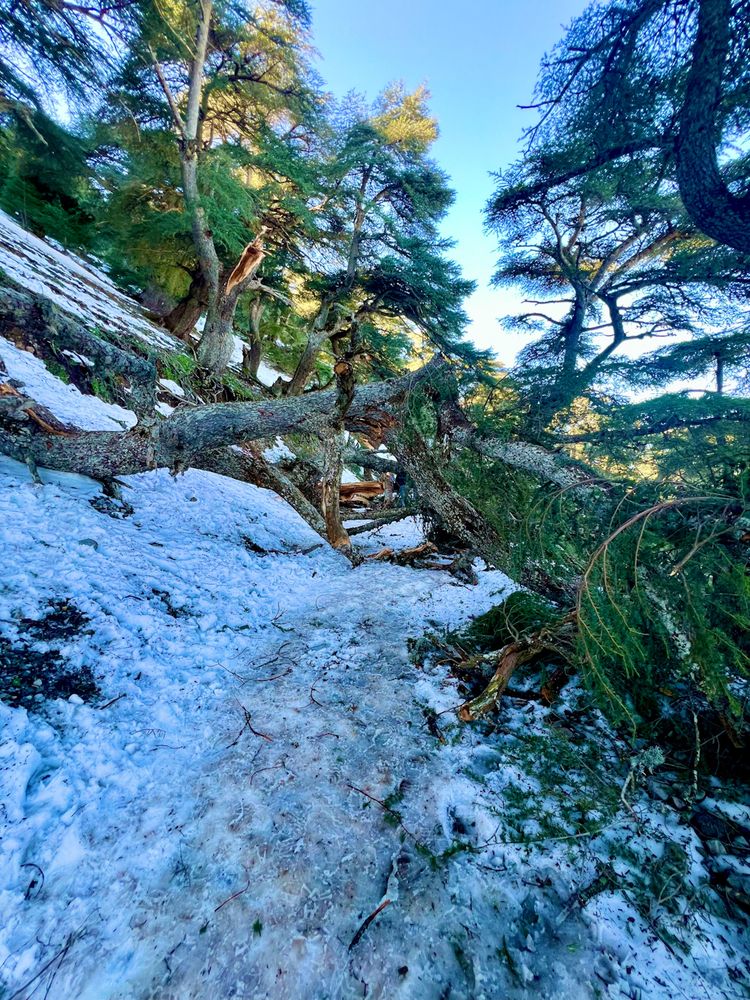 Photograph by Sami Adjabi